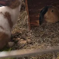 Adopta a Michael Y Rafael