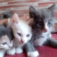 Adopta a Trillizos