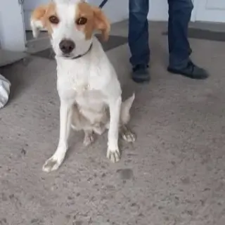 Cooper