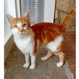 Noe