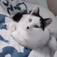 Adopta a Gomi