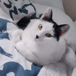 Gomi