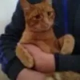 Adopta a Trebol Ii