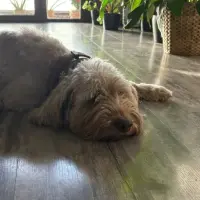 Adopta a Mini