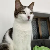 Adopta a Titan