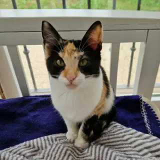 Pipa