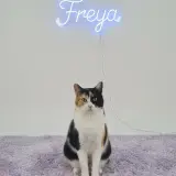 Adopta a Freya