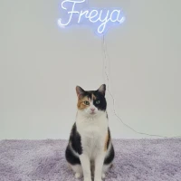 Adopta a Freya