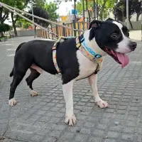 Adopta a Nene