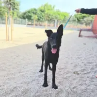 Adopta a Popeye