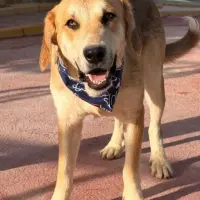 Adopta a Nautilus