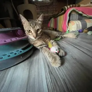 Hugo
