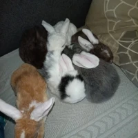 Adopta a Mini Beliere