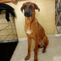 Adopta a Thor