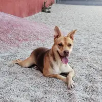 Adopta a Puca