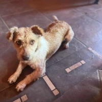 Adopta a Lola