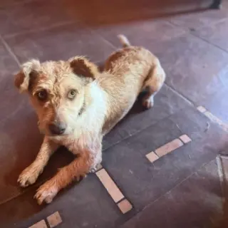 Lola
