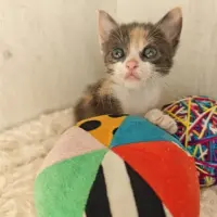Adopta a Jazmín