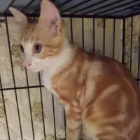 Adopta a Kobu