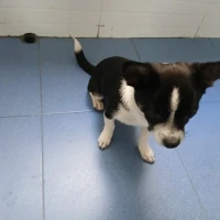Adopta a Chico
