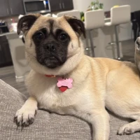 Adopta a Luna