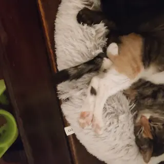 Dominó y Mini