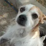 Adopta a Leo