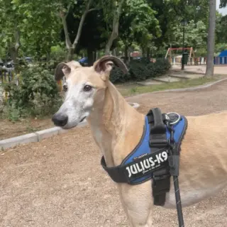 Brutus