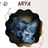 Adopta a Arya