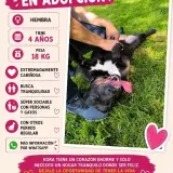 Adopta a Kora
