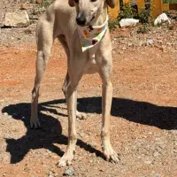 Adopta a Ferb