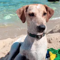 Adopta a Frida
