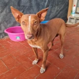 Adopta a Quilla