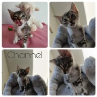 Adopta a Channel