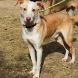 Adopta a Noel