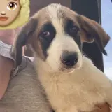 Adopta a Corazón