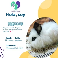 Adopta a Algodon