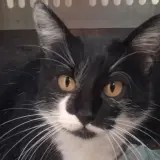 Adopta a Aena