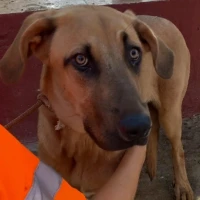 Adopta a Esperanza