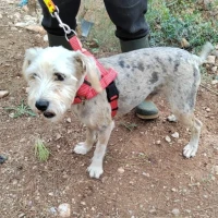 Adopta a Gemelo & Chiquitín