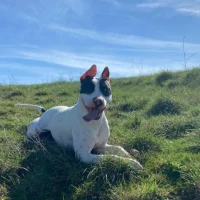 Adopta a Hera