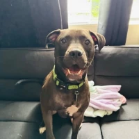 Adopta a Pantera