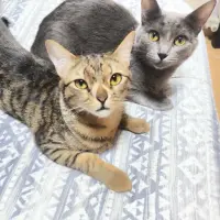 Adopta a Kitty Y Kumy