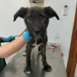 Adopta a Calippo
