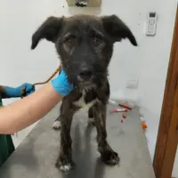 Adopta a Calippo