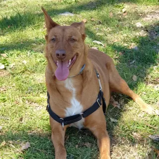 Simba
