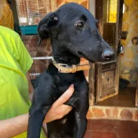 Adopta a Laika
