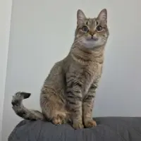 Adopta a Eve