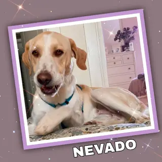 Nevado