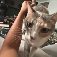 Adopta a Marbella